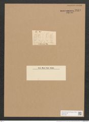 Achnanthes elliptica Schum. (de-Toni-Nr.: Genus 43, Species 1944) Zeichnungen Sammlung Grunow Nr. 3843 (NHMW-BOT-W0371537)